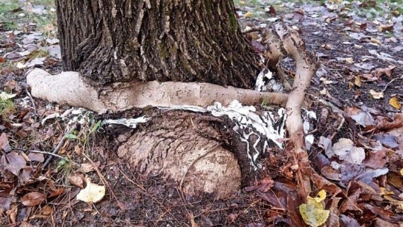 A tree suffering from severe girdling roots, with large roots tightly wrapped around the base, restricting growth and causing visible bark damage.