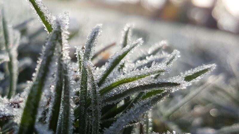 Grass covered with snow