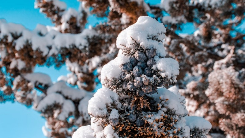 A close-up of an evergreen tree covered in fresh snow, capturing the essence of winter.