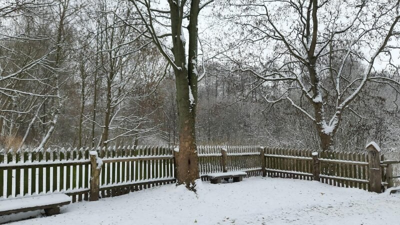 Fence and trees covered in snow