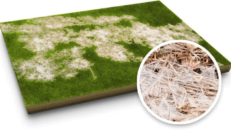 Illustration of snow mould damage on a lawn, with a close-up of fungal growth on dead grass.