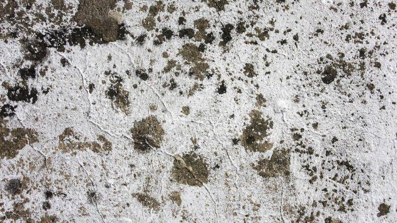 Patches of snow mould covering a lawn, showing white fungal growth on the grass.