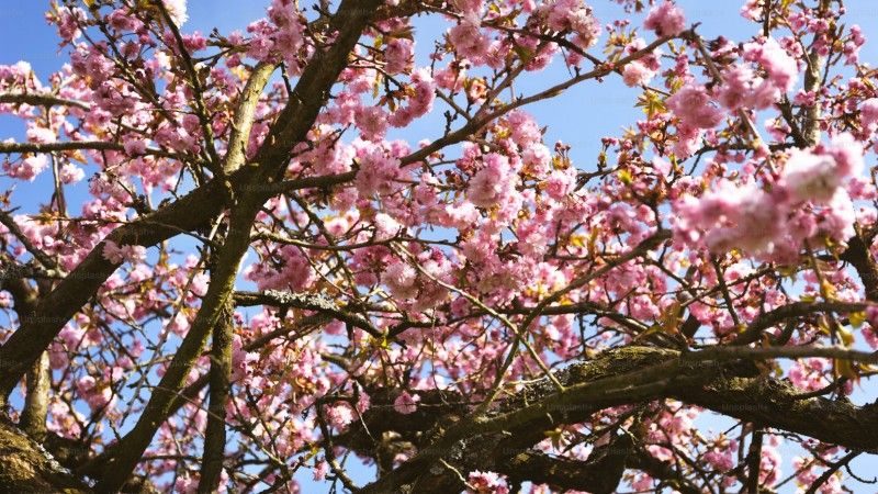 A tree covered in pink blossoms against a blue sky, symbolizing spring growth.