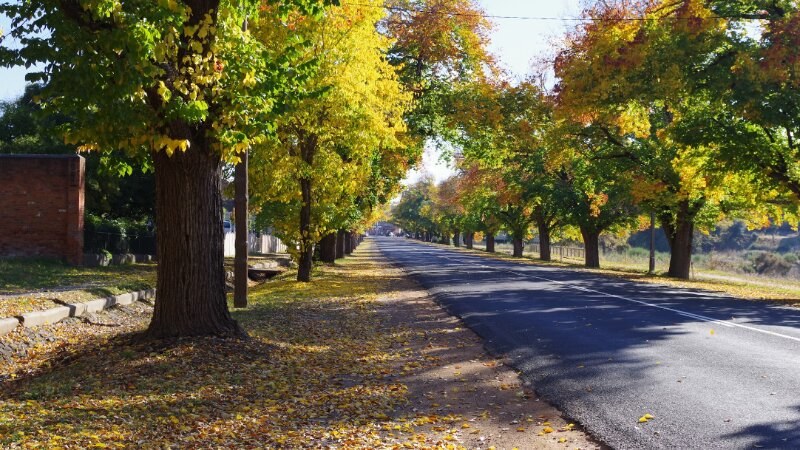 Street with falling leaves