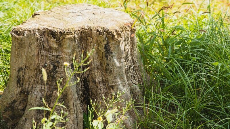 Tree stump in the grass