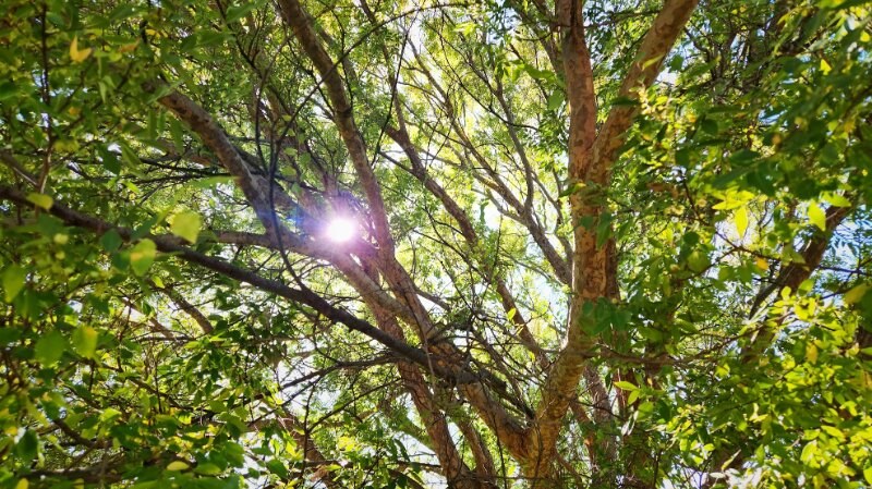 Sun shining through thick canopy and branches of a green tree