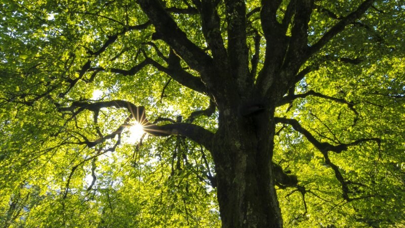 Sun shining through a healthy tree canopy