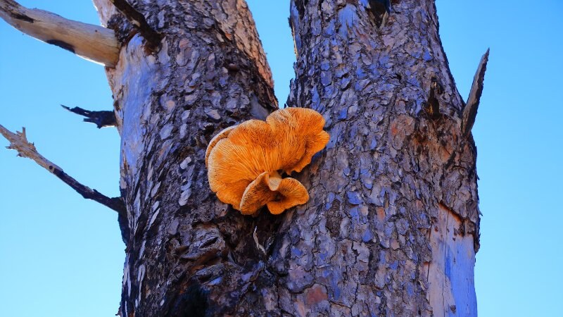 Mushroom growing on a side of a tree