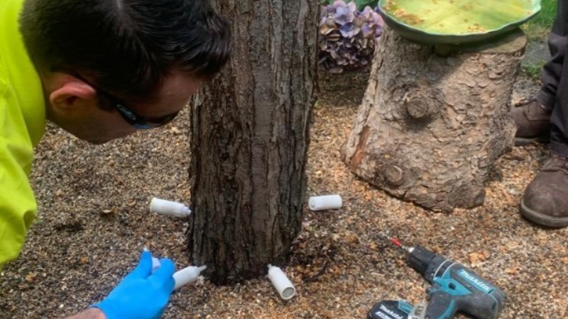 An arborist performs a tree injection treatment, inserting nutrient or disease-control solutions into the tree trunk for recovery and health improvement.