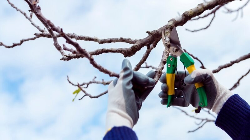 Person pruning a tree with scissors wearing gloves