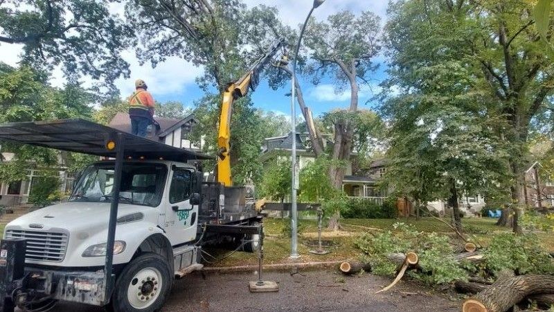 A Green Drop worker in high-visibility gear stands on a white utility truck with a yellow crane, cutting down a large tree in a residential neighbourhood.