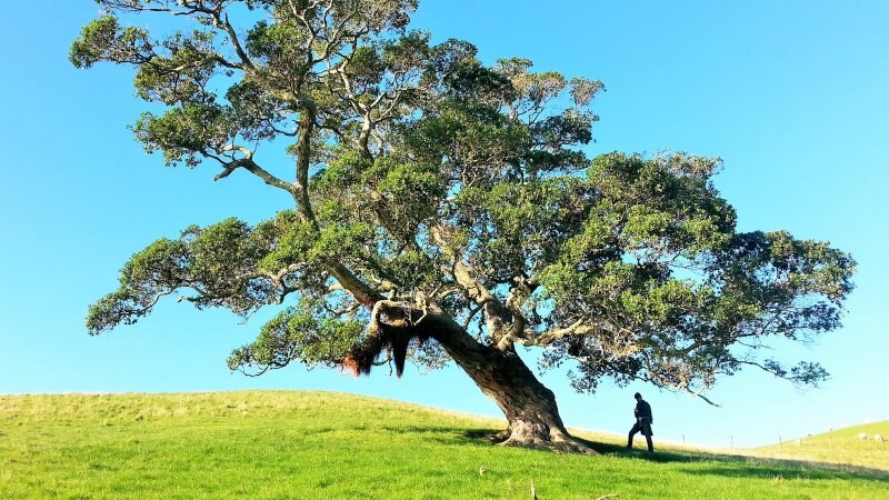 Tree tilting in a field of grass with a man under it