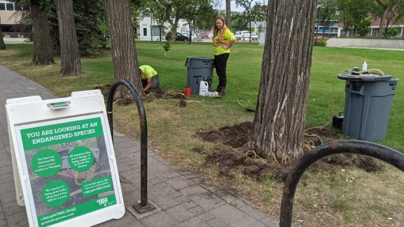 Green drop practitioners in safety vests perform tree treatment in a park.