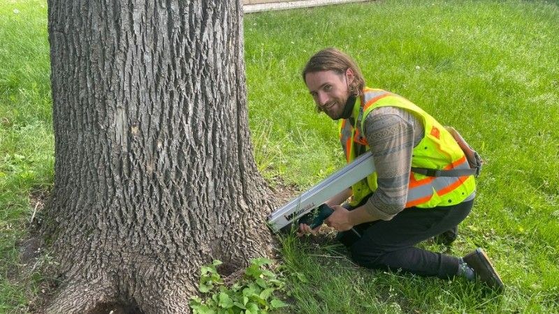 A Green Drop worker measures a tree for treatment.