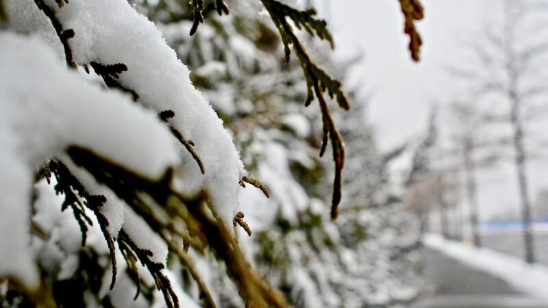 Evergreen tree covered in snow