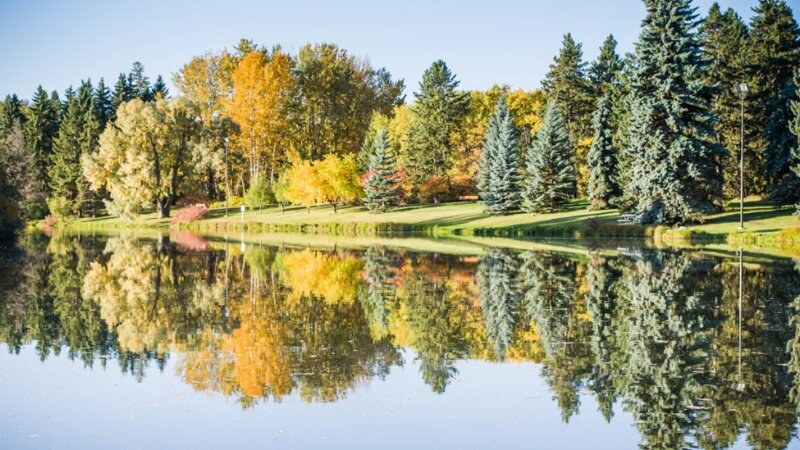 Forest with a reflection in a lake