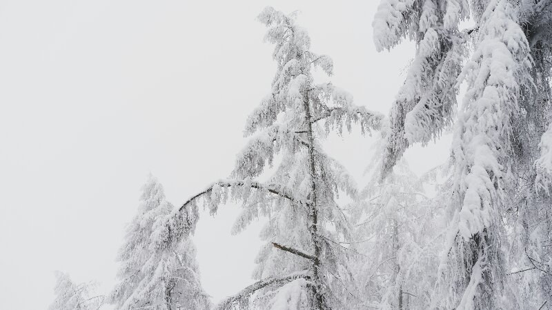 Trees under a coat of snow