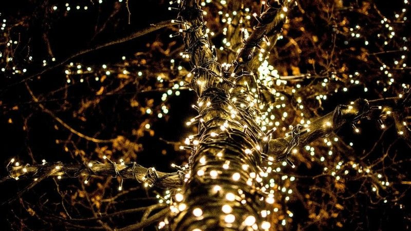 Close-up of warm string lights delicately wrapped around a tree trunk, creating a cozy outdoor ambiance.