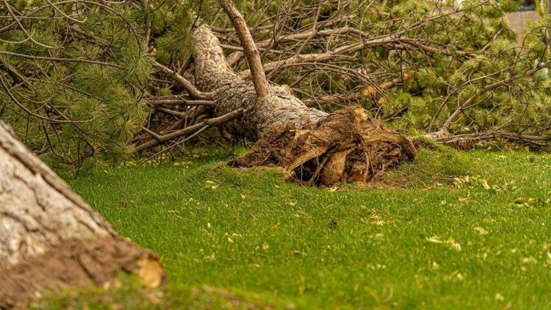 A large pine tree has fallen on a green lawn, with its roots fully exposed.