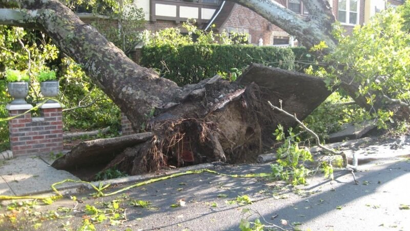 Uprooted tree on a sidewalk