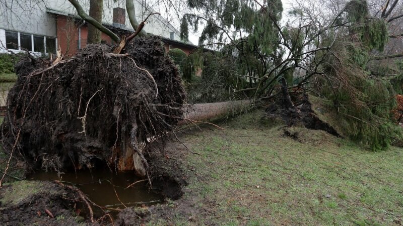 Uprooted tree in a yard