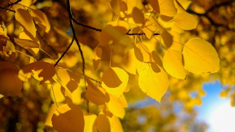 A stunning close-up of golden-yellow aspen leaves illuminated by the warm autumn sunlight, showcasing their natural beauty.