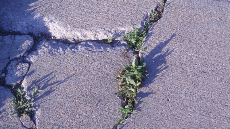 Weed in the cracks of concrete