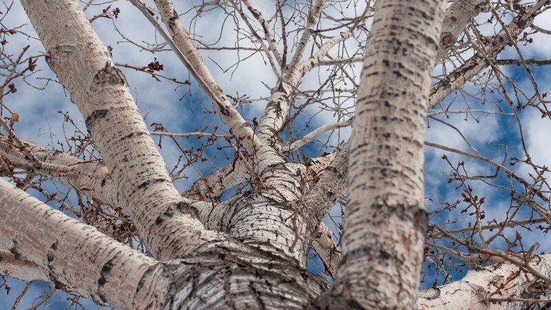 Tree with white bark