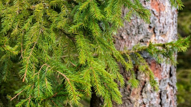 White spruce tree