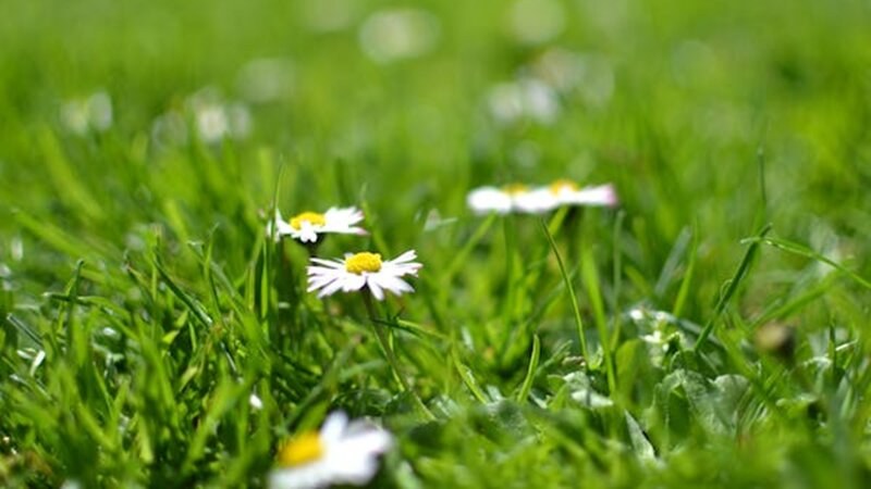 white and yellow flowers in freshly aerated grass by Green Drop