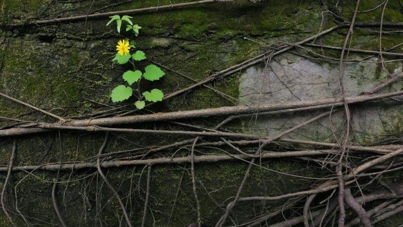 A small yellow flower growing amidst tangled tree roots and moss on a rocky surface